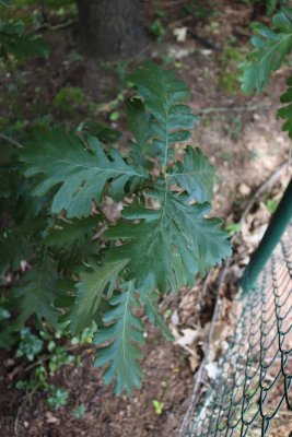 Quercus frainetto - dub uherský - listy